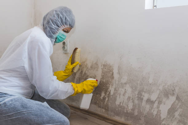 Best Basement Mold Removal  in Rafter J Ranch, WY